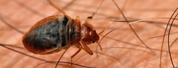 bed bugs pest control melbourne