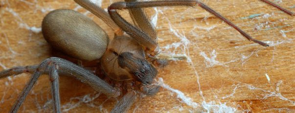 spiders pest control melbourne