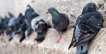 birds & pidgeons pest-control-melbourne